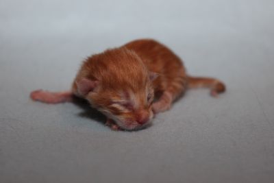 Jeffrey